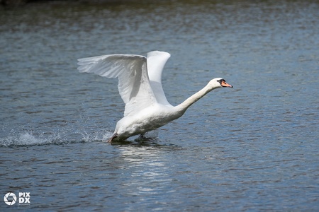 Cygne
