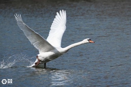 Cygne
