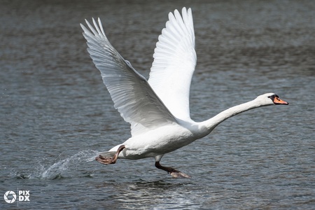 Cygne