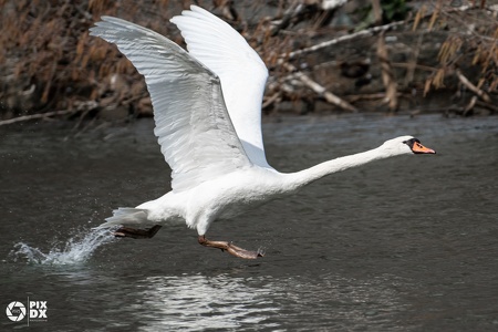 Cygne