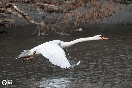 Cygne