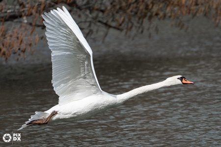 Cygne
