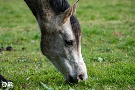 Tête de cheval