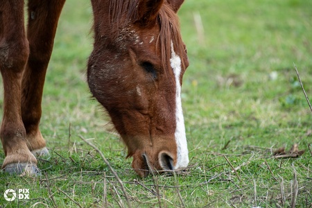 Tête de cheval