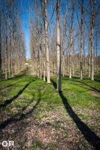 Bois des Prairies