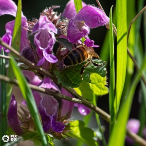 Abeille