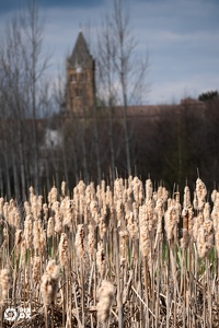 L'église depuis les Cotons
