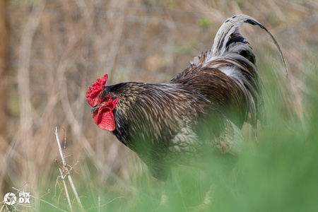 Coq