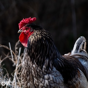 Coq