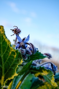 Bourrache officinale