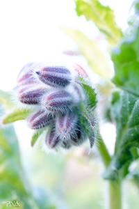 Bourrache officinale