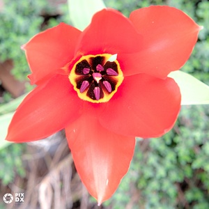 Tulipe