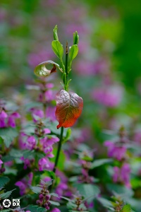Myrtillier