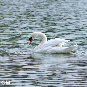 Cygne