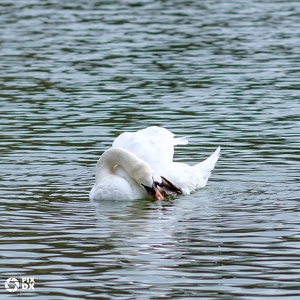 Cygne