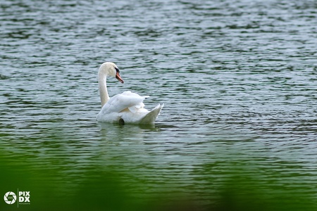 Cygne