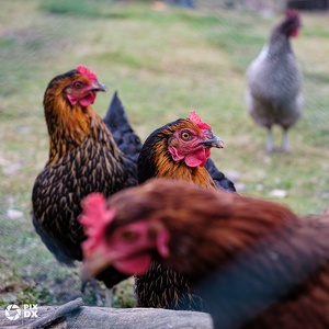 Poules