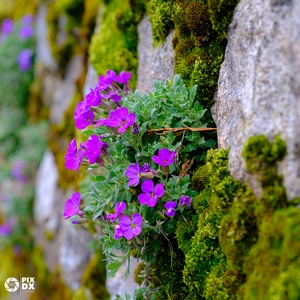 macrovegetal260