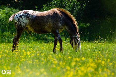 Cheval