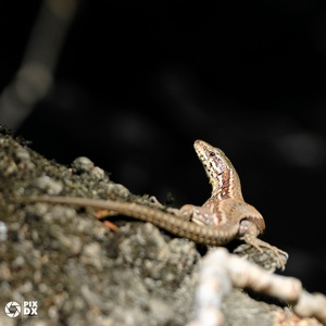Lézard