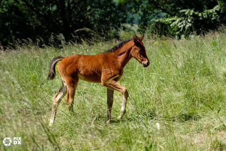 Poulain