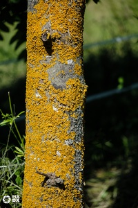 Arbre