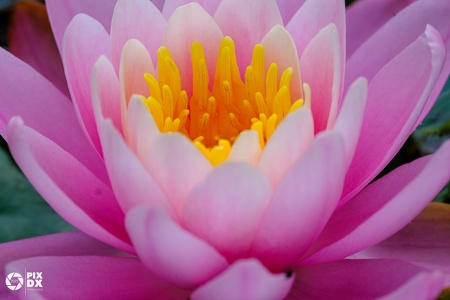 Nénuphar