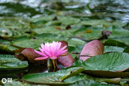Nénuphar