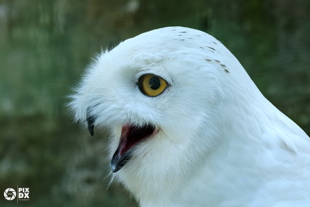 Harfang des neiges