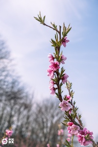 Fleurs de pêcher