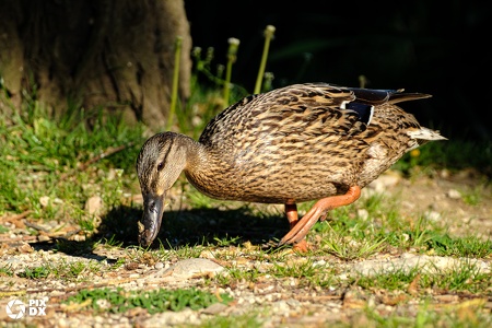 Canard Colvert femelle