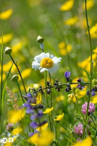 Prairie alpine