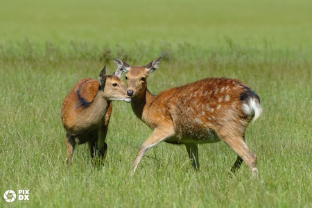 Cerfs Sika
