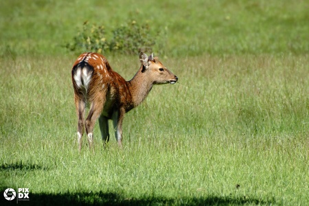 Cerf Sika