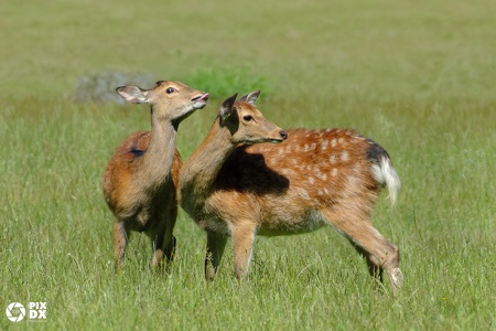 Cerfs Sika