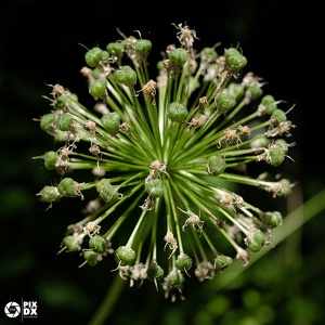 Allium