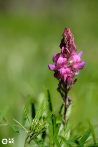 Sainfoin des Alpes