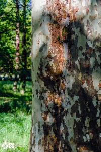 Parc du Château de Vizille