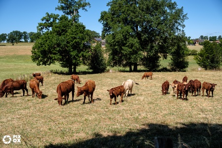 Vaches Salers