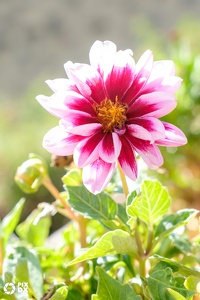 Dahlia