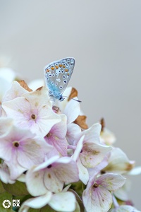 Azuré bleu céleste
