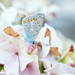 Azuré bleu céleste