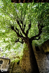 Îlot de verdure à St-Just-St-Rambert