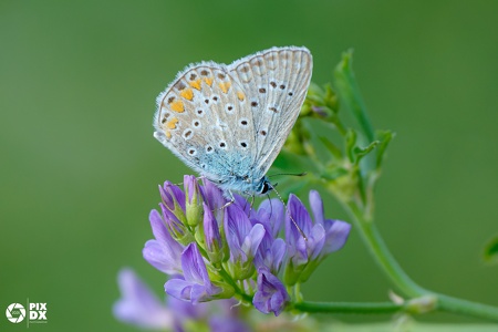 Azuré bleu céleste