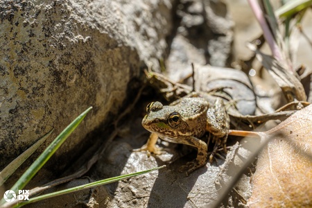 Grenouille verte
