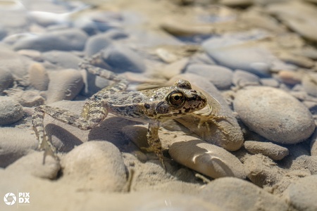 Grenouille verte