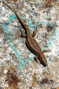 Lézard des murailles