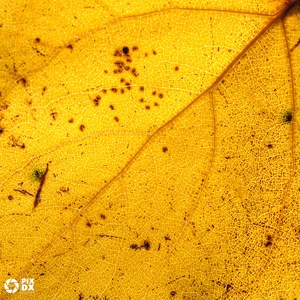 Nervures d'automne
